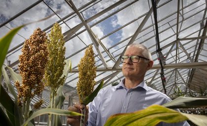 Professor Matthew Morell, Director, QAAFI at University of Queensland – with sorghum in glasshouse.